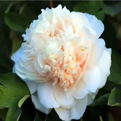 Ma Peony dikare were xwarin?