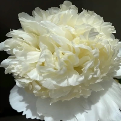 Peony Sembola Çi Dike?